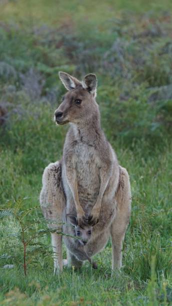 istock Kangaroo with baby standing on grassland 1464392417