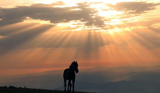 A silhouette of a horse standing on a hill under the sunlight and a cloudy sky during the sunset
