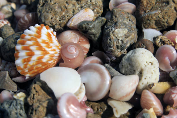 A closeup of different seashells and rocks on the shore under the sunlight