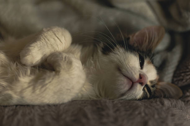 istock Adorable kitten sleeping indoors in a cozy blanket 1464393999