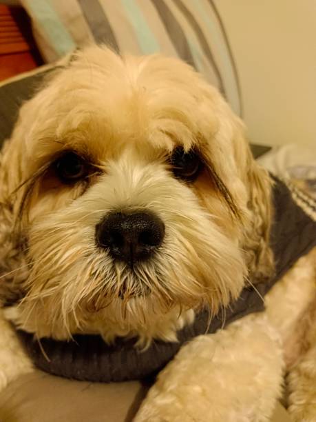 istock Closeup of a cute dog looking at the camera while lying on floor 1464394106