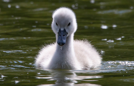 A closeup shot of a ittle white swan swimming in a pond