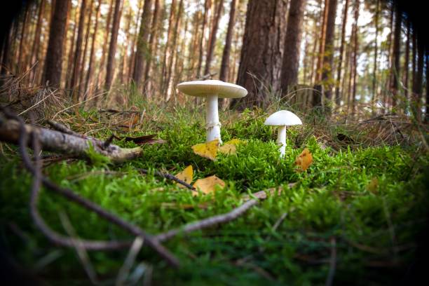 숲에서 흰 버섯입니다. 바보의 버섯, 파괴 천사, 아마니타 베르나. - 독우산광대버섯 뉴스 사진 이미지