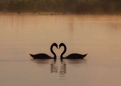A romantic shot of two swans  in love swimming in a pond in a sunset