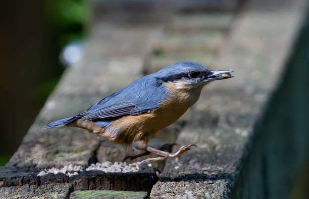 istock Closeup shot of a common nuthatch with seed in the beak 1464394272