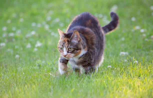 istock Fluffy striped cat walking on the grassy field 1464394473