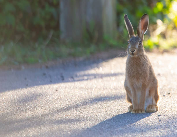 istock Fluffy adorable brown rabbit sitting on the asphalt pathway 1464394480