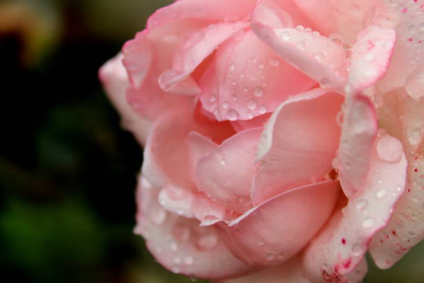 istock Selective closeup of a pink rose with droplets 1464394553