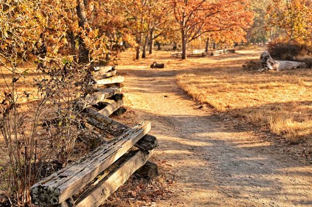 istock Walkway in an autumn park on a sunny day 1464394641