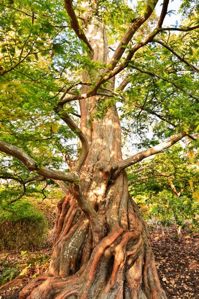 istock Vertical shot of green trees in the forest 1464394662