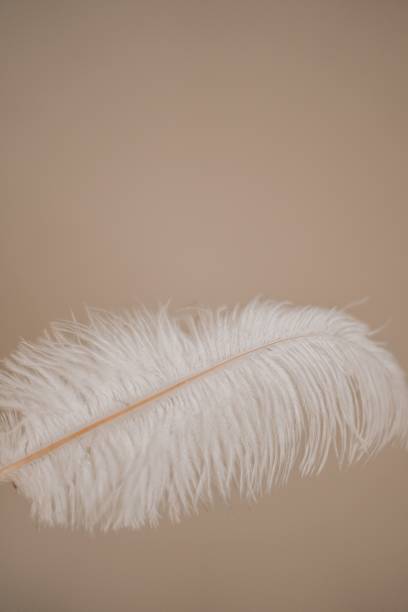 istock Vertical shot of a fluffy white feather on a light brown background 1464395234