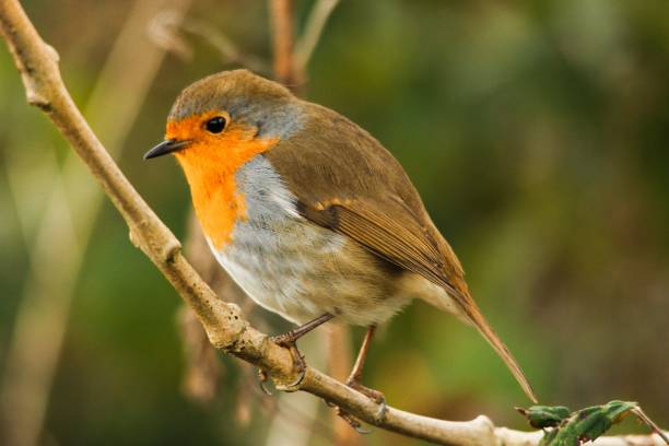 istock Closeup shot of an orange robin perched on a tree branch 1464395304
