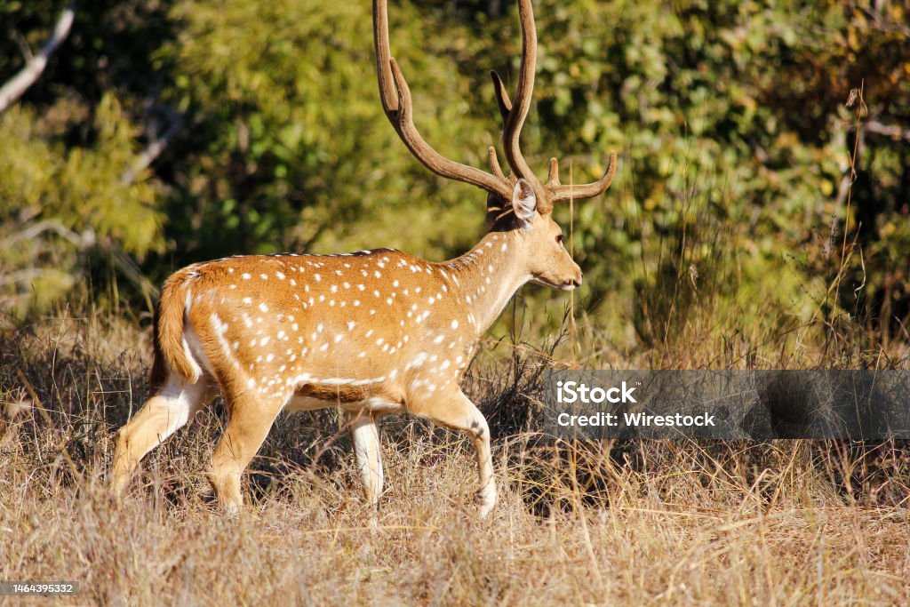 Beautiful male spotted deer aka Chital in the Kanha National Park in Madhya Pradesh, India A beautiful male spotted deer aka Chital in the Kanha National Park in Madhya Pradesh, India Axis Deer Stock Photo