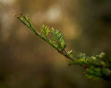 A closeup of a branch with green foliage. Sequoia sempervirens, coast redwood.