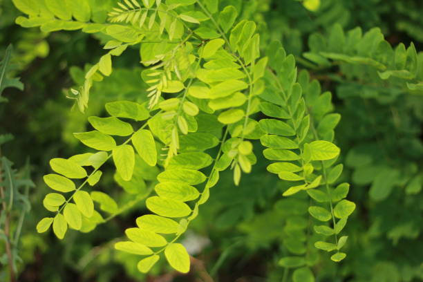 istock green freshand shiny leaves 1464396894
