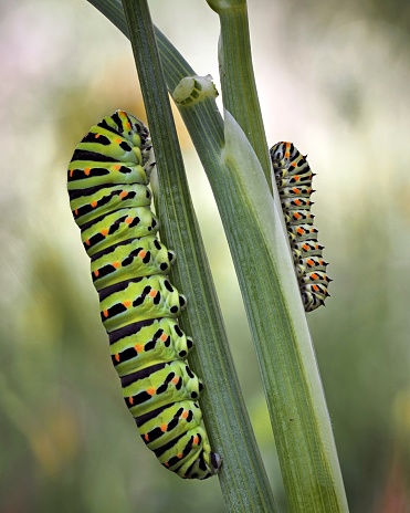 A selective closeup of green caterpillars on green leaves