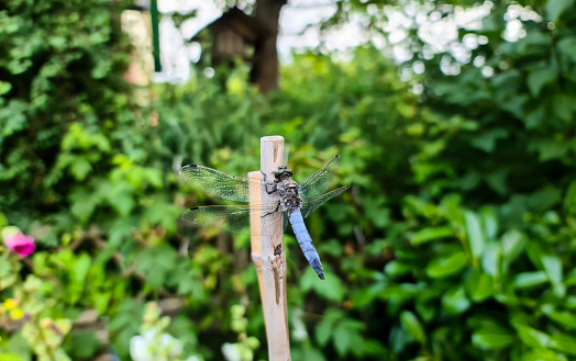 A blue dragonfly on a stick in the garden