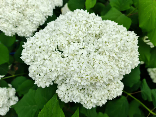 istock Blooming white Hydrangea flowers in the garden 1464397505