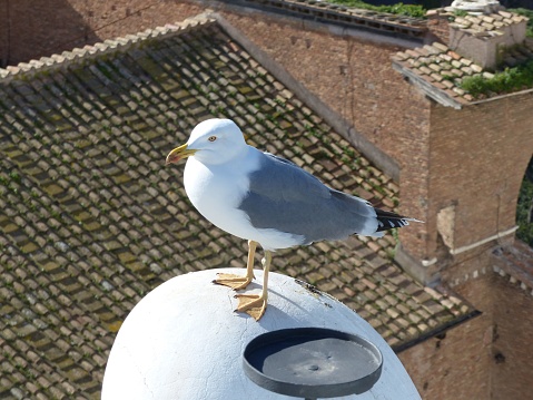 A closeup of adorable Yellow-legged gull perched on the top of building