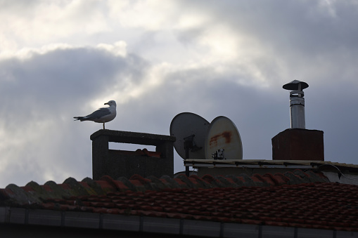 Apartment roof, seagull and chimneys