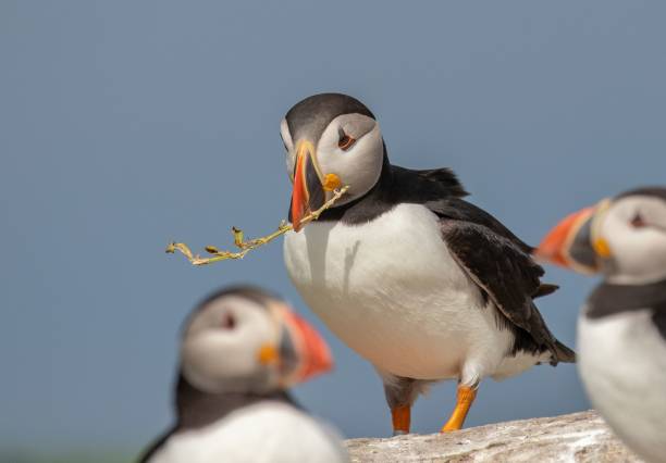 istock Closeup shot of the black and white puffins with a blurred background 1464398295