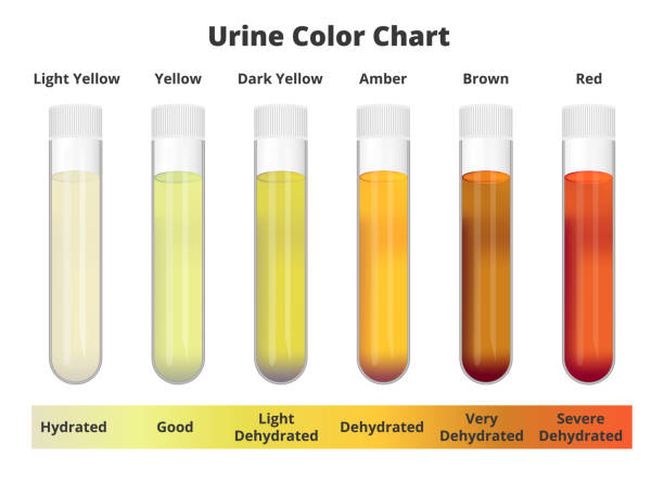 ilustraciones, imágenes clip art, dibujos animados e iconos de stock de tabla de colores de orina. tubos de ensayo con diferentes colores de orina o orina que representan muestras hidratadas y deshidratadas. orina de color amarillo claro y oscuro, ámbar, marrón y rojo. - orina