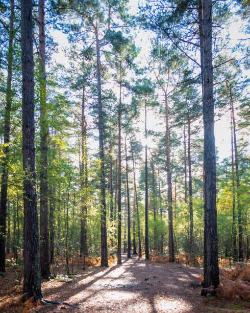 istock Beautiful forest landscape during the daytime 1464398830