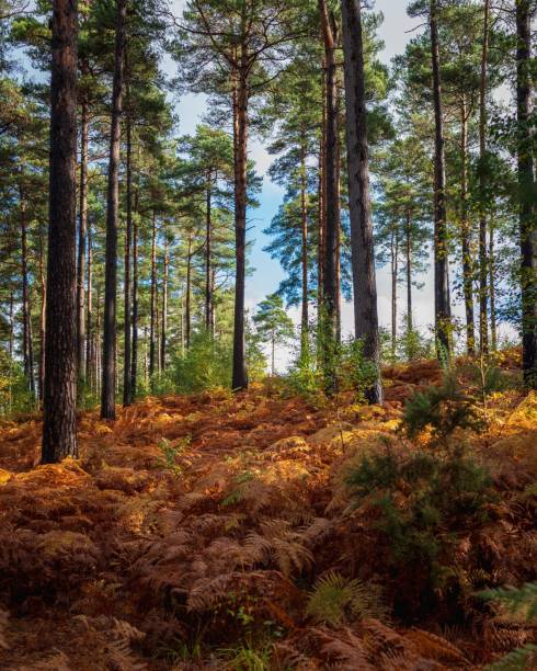 istock Beautiful forest landscape during the daytime 1464398838