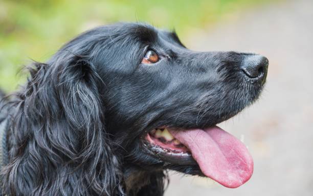 istock Closeup of a cute black cocker spaniel 1464398933