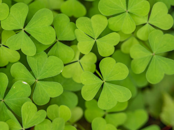 istock Selective focus shot of clovers 1464398947