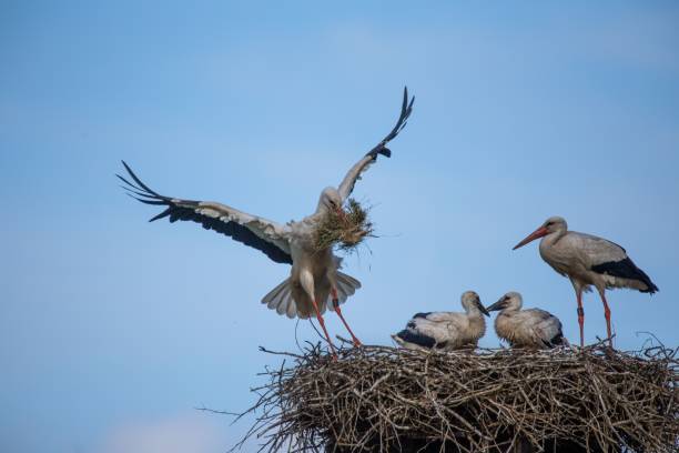 istock Family of White storks making a nest under the blue clear sky 1464398967