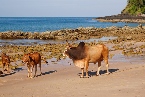 A bull and cows of Asian Cattle breed on the beach in Koh Ko Lanta, Thailand