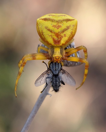 A vertical shot of a yellow crab spider attacking an insect