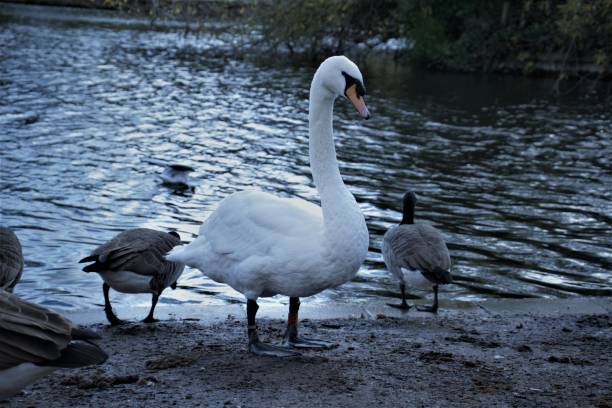 istock Beautiful white swan standing on the shore 1464399326