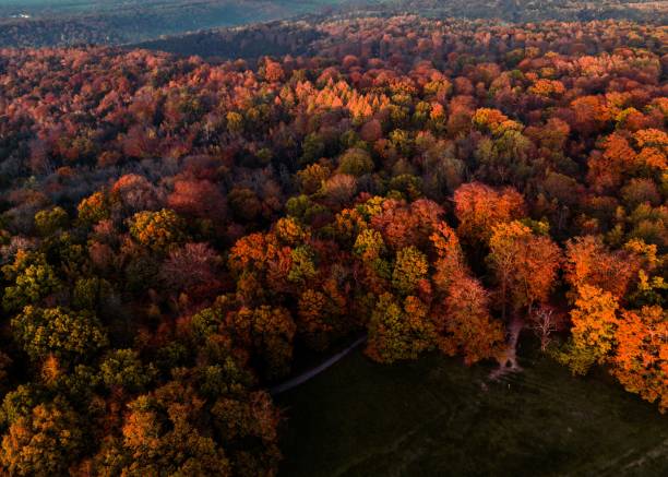 istock Aerial view of a forest with autumn colored trees 1464399384