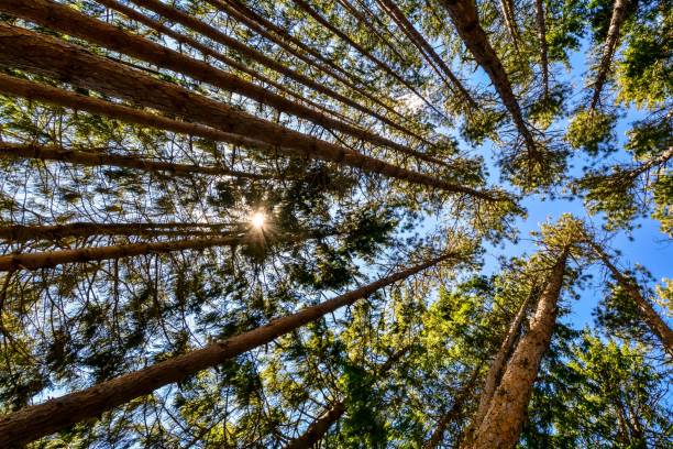 istock Low angle shot of tall trees in a forest 1464399552