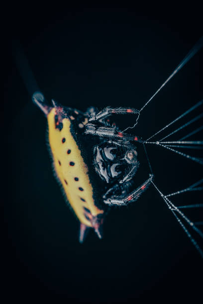 istock Vertical selective focus shot of a spiney-back orb weaver 1464399555