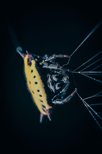 A vertical selective focus shot of a spiney-back orb weaver