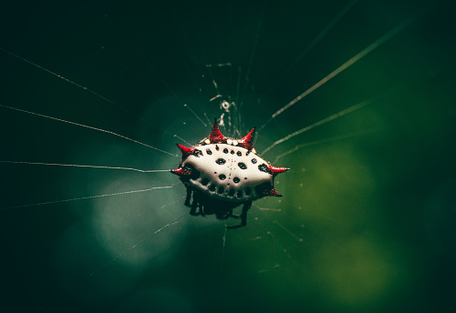 A selective focus shot of a spiney-back orb weaver