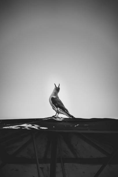 A grayscale of a bird singing