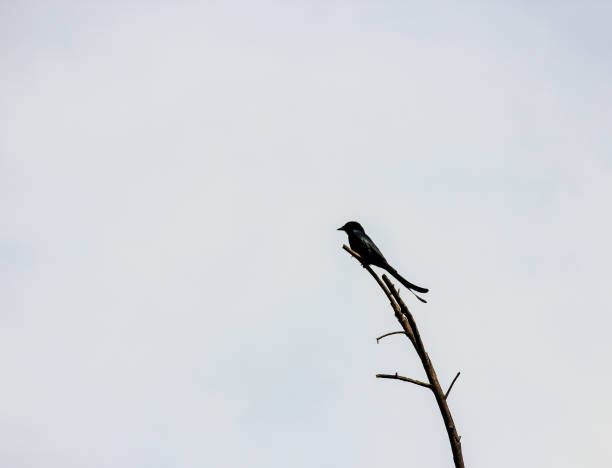 drongo appollaiato su un ramo nel keoladeo national park a bharatpur nel rajasthan, india - drongo foto e immagini stock