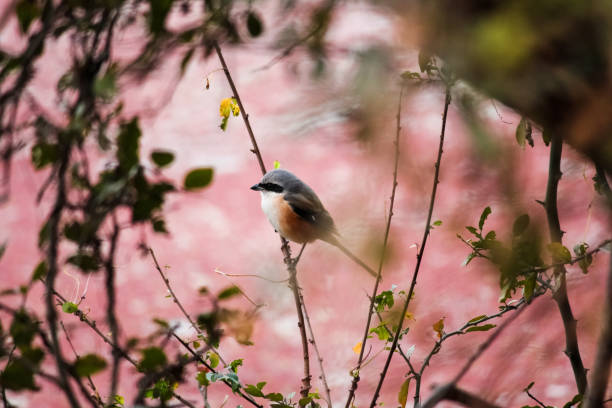 A long-tailed shrike perched on a tree at the Keoladeo National Park in Bharatpur, Rajasthan, India A soft focus of a long-tailed shrike perched on a tree at the Keoladeo National Park in Bharatpur, Rajasthan, India lanius schach stock pictures, royalty-free photos & images