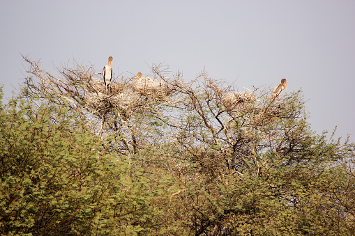 A closeup of painted storks nesting on a bare tree at the Keoladeo National Park in Bharatpur, Rajasthan, India