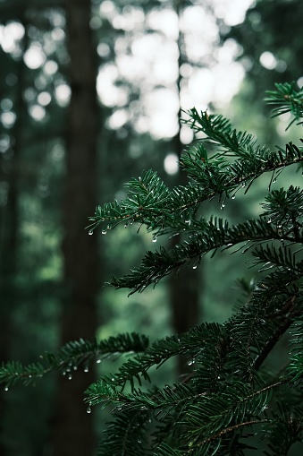 A close-up of Balsam fir leaves covered in raindrops on a natural background