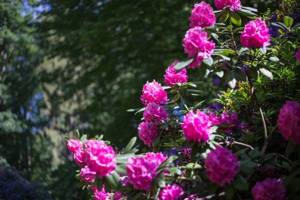 istock Closeup of blooming Rhododendron flowers 1464401556