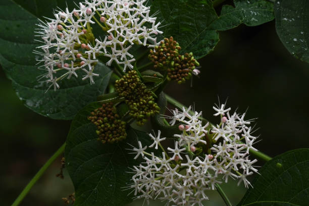 close-up de floração de dogwood sedoso branco cercado por folhas verdes, ao ar livre - amomum - fotografias e filmes do acervo