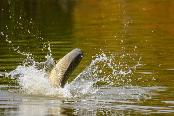 istock Common carp jumping out of water 1464401753