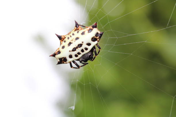 makro ujęcie białego pająka tkacza z kolczastymi kulami na sieci - spinybacked zdjęcia i obrazy z banku zdjęć