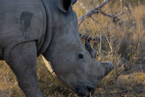 istock Rhino grazing in field 1464402916