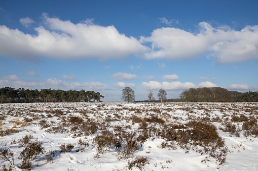 Icy snow on an open field in a forest, blue sky with clouds